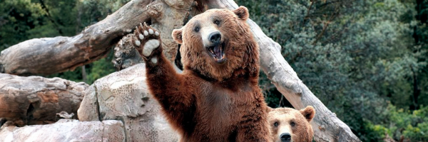 Oso ataca y secuestra a joven en Japón durante senderismo