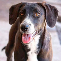 ¡Mi quiltro está feliz! Hoy es el Día Mundial del Perro sin Raza