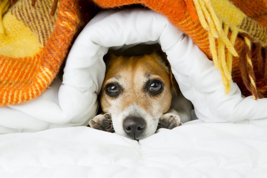 Por que tu mascota duerme en la cama ? – Pegao en el Taco