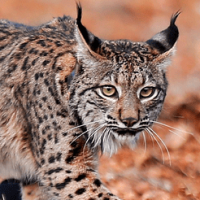 ¡Por fin buenas noticias! Lince Ibérico ya no esta en peligro de extinción