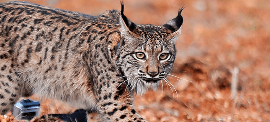 ¡Por fin buenas noticias! Lince Ibérico ya no esta en peligro de extinción