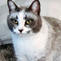 ¡Pausa gatuna del día! Descubren nueva raza de gatitos llamada "salmiak"