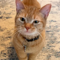 ¡Nooo por qué! ... Murió la gatita que cantaba "I Go Meow"