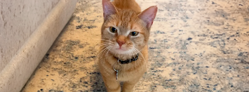 ¡Nooo por qué! … Murió la gatita que cantaba “I Go Meow”