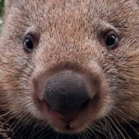 ¿Sin chamba? Estas son las peguitas que podrías tener en la Isla de Tasmania