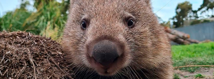 ¿Sin chamba? Estas son las peguitas que podrías tener en la Isla de Tasmania