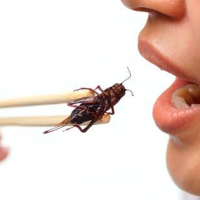 Te hay comido cosas peores... ¡En Singapur aprobaron la venta de 16 tipos de insectos!