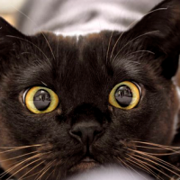 Hay gatito hay like... ¡Los gatos saben los nombres de sus humanos!