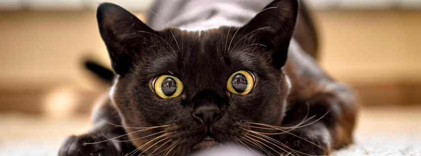 Hay gatito hay like… ¡Los gatos saben los nombres de sus humanos!