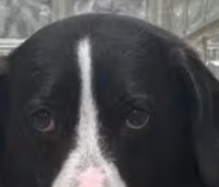 El Poder de las Redes Sociales: El Perrito Max Encuentra Nuevo Hogar Tras Ocho Años