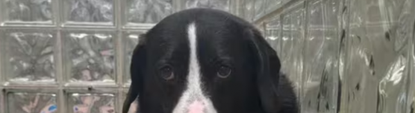 El Poder de las Redes Sociales: El Perrito Max Encuentra Nuevo Hogar Tras Ocho Años
