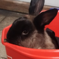 ¡Conejito Perdido en el Metro de Santiago: Ayuda a Reunirlo con su Dueño!