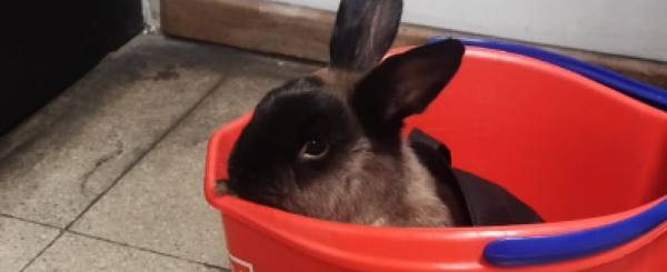 ¡Conejito Perdido en el Metro de Santiago: Ayuda a Reunirlo con su Dueño!
