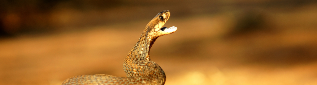 Hombre se defiende mordiendo a serpiente venenosa y sobrevive al ataque en India