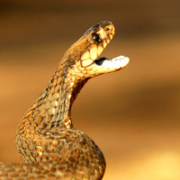Hombre se defiende mordiendo a serpiente venenosa y sobrevive al ataque en India
