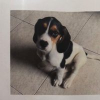 Perrito del Barrio Conquista Corazones con una Nota