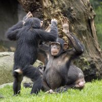 Saca el tejido comadre: Chimpancés africanos tienen conversas parecidas a las de los humanos