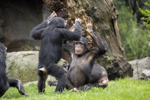 Saca el tejido comadre: Chimpancés africanos tienen conversas parecidas a las de los humanos