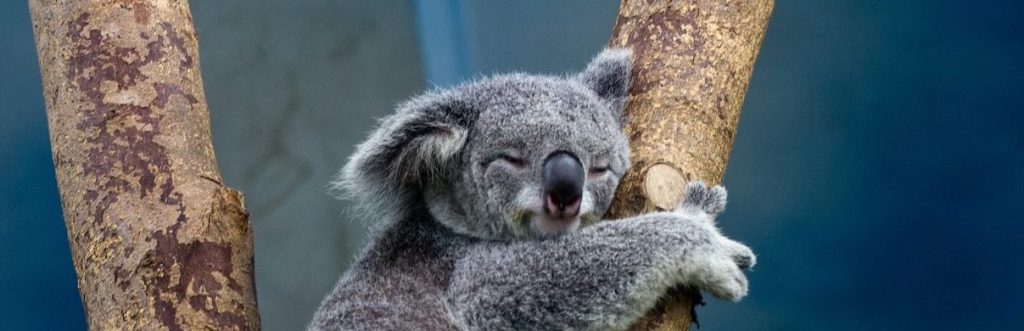 Australia Dice Adiós a los Abrazos de Koalas en Pro del Bienestar Animal