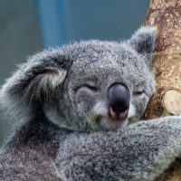 Australia Dice Adiós a los Abrazos de Koalas en Pro del Bienestar Animal