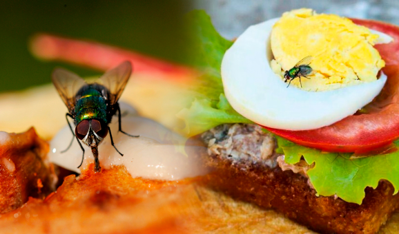 Hay una mosca en la sopa | ¿Te ha salido algo exótico en la comida?