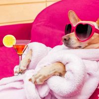 Lo que nos merecemos bro: Agosto también se viene con día feriado