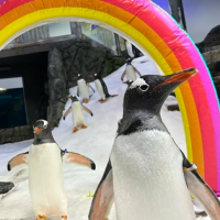 Murió el pingüino gay que incubó una cría junto a su pareja