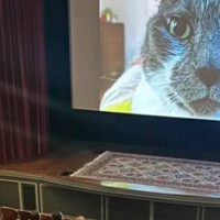 El Festival de Gatos que Conquistó el Cine: 73 Minutos de Michi-Risas
