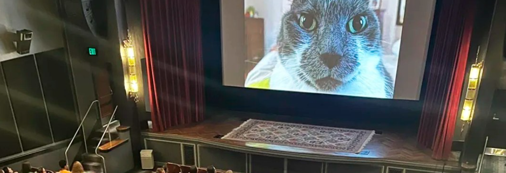 El Festival de Gatos que Conquistó el Cine: 73 Minutos de Michi-Risas