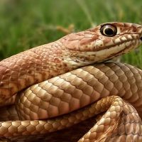 HOMBRE ES MORDIDO EN LOS TESTÍCULOS POR UNA SERPIENTE QUE SALIÓ DEL WC