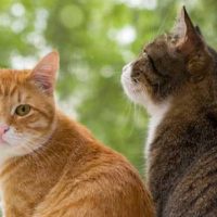 Confirmado: los gatos nos domesticaron a nosotros, y no al revés.