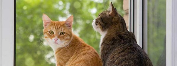 Confirmado: los gatos nos domesticaron a nosotros, y no al revés.