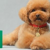 Hasta los perros olerán mejor que yo: Dolce & Gabbana lanzó perfume para perritos "Fefé"