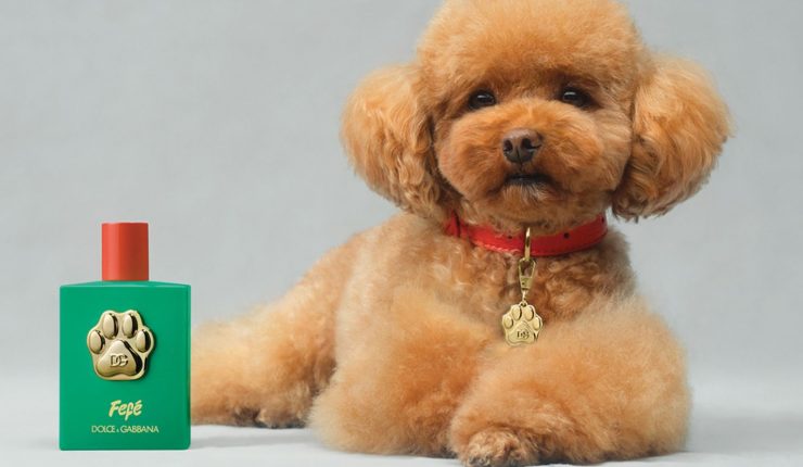 Hasta los perros olerán mejor que yo: Dolce & Gabbana lanzó perfume para perritos “Fefé”