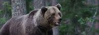 Un trote por el bosque se convierte en lucha por la vida: Mujer enfrenta ataque de cuatro osos