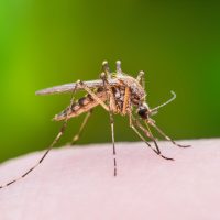 ¿Se celebra con una picadura? Este 20 de agosto es el día mundial del mosquito