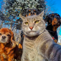 ¿Perros o gatos? Estudio reveló datos muy interesantes sobre los chilenos y sus mascotas