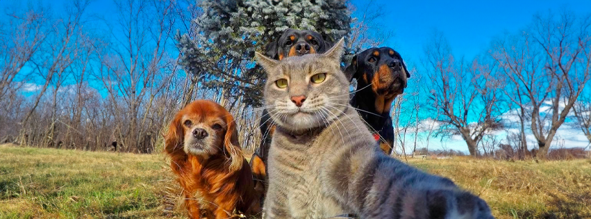 ¿Perros o gatos? Estudio reveló datos muy interesantes sobre los chilenos y sus mascotas