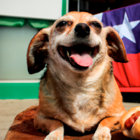 Para que ellos también celebren... ¡Alimentos que no debes darle a tu mascota en Fiestas Patrias!
