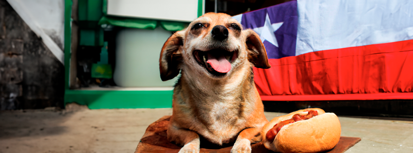 Para que ellos también celebren… ¡Alimentos que no debes darle a tu mascota en Fiestas Patrias!
