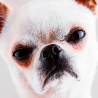 *Lo mira con cara de perro*... Los dogos pueden llegar a odiar a quienes son malos con sus dueños