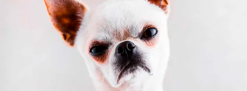 *Lo mira con cara de perro*… Los dogos pueden llegar a odiar a quienes son malos con sus dueños