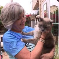 Gato perdido recorre 1.500 kilómetros para reunirse con su familia en California