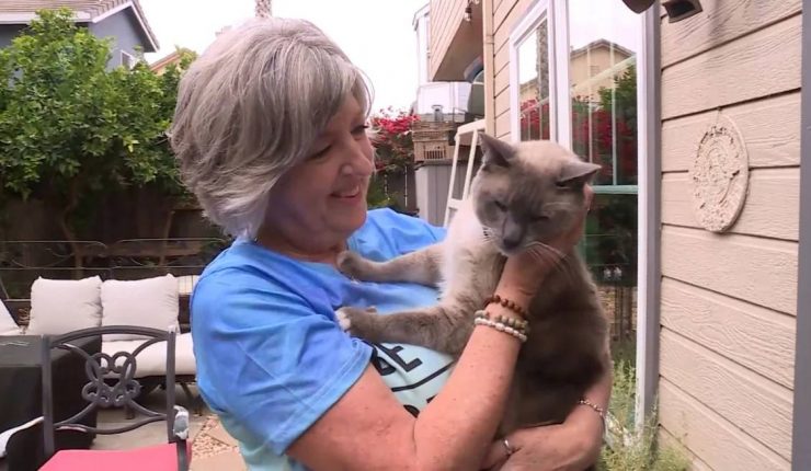Gato perdido recorre 1.500 kilómetros para reunirse con su familia en California