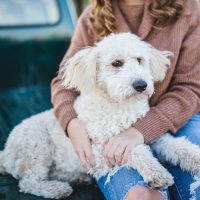 54% de dueños de perros patearía a su pareja si su mascota no los acepta