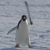 Mándale esto al bueno pa' mimir: Los pingüinos toman 10mil micro siestas al día