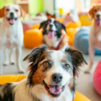 De perro igual, ah ... ¡Ante la falta de niños en China envían a sus perritos al colegio!