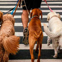 ¡Me voy pa lo NuYores! En esta ciudad viven más perritos que niños