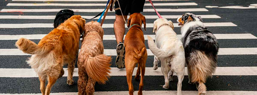 ¡Me voy pa lo NuYores! En esta ciudad viven más perritos que niños