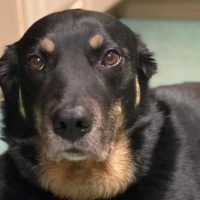 Perro se fuga de refugio para vivir en un asilo de ancianos